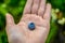 Hand palm holding blueberry on background of green garden