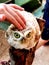 A hand patting a tame baby owl