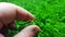hand pea shoots microgreens