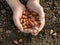 Hand with peanut seeds