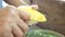 Hand peeling ripe mango in Thai style.