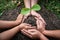 Hand of people protection new leaf of seedling in the soil and protect young plant to growing in the garden