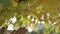 Hand of people touch tropical yellow flower gently on branch of the tree. Slow motion.