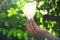 Hand of person holding light bulb for idea or success or solar e