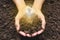 Hand of person holding light bulb with soil for idea, success