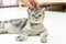 Hand of person stroking head of cute cat american shorthair