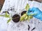 Hand of person wearing a blue glove is carefully repotting young green and white variegated plants, demonstrating