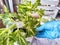 Hand of person wearing a blue glove is carefully repotting young green and white variegated plants, demonstrating