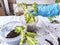 Hand of person wearing a blue glove is carefully repotting young green and white variegated plants, demonstrating