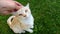 Hand Petting a Cat (16:9 Aspect Ratio)