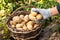 Hand Pick Potatoes On Wicker Basket In Garden.