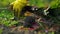 Hand picked fresh beetroots in wooden crates and autumn leaf on ground. Beetroot with leaf. Beet