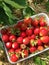 Hand picked strawberrys