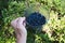 Hand of a picker holding a container full of forest blueberries fruit in forest