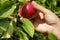 Hand picking apple in a tree