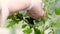 Hand picking berries, gooseberry bush