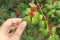 Hand picking berries of red lonicera vesicaria on bush. Korean honeysuckle