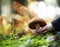 Hand is picking a boletus erythropus