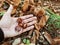 hand picking chestnuts among chestnut curls and dry leaves