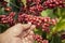 Hand picking coffee berry in the plant