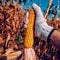 Hand picking corn cobs in field