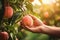 Hand picking fresh delicious juicy peach from orchard