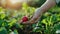 Hand picking fresh radish from soil. Organic produce harvest
