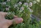 Hand picking fresh thyme in the garden