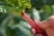 Hand picking a homegrown pieplant / rhubarb in the garden