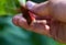 Hand picking a homegrown pieplant / rhubarb in the garden