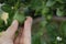 Hand picking kaffir lime