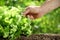 Hand picking lettuce, plant in vegetable garden, close up