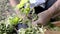 Hand-picking linden flowers. Herbalist hands collect linden tree blooms. Man herbalist picking linden tree blossoms from the tree.