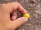 Hand picking neem seeds that drop soil