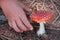 Hand is picking a not edible Amanita mushroom