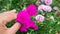 Hand picking a purple flower in garden, greenpeace and nature conservation concept. agriculture and framing and hobby for young