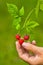 Hand picking raspberries, closeup