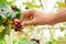 Hand picking red coffee beans on coffee tree (Arabica coffee)