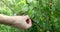 hand picking ripe berries of gooseberry bush