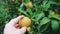 Hand picking ripe lemon from lush tree in sustainable garden. Eco-friendly harvesting of ripe lemon, showcasing organic