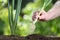 Hand picking spring onion in vegetable garden, close up