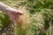 Hand picking Stipa capillata in the field