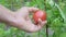 Hand picking tomatoes, close-up