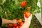 Hand picking tomatoes from the plant in greenhouse