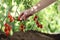 Hand picking tomatoes from plant to vegetable garden