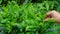 Hand picking top of Green tea leaf in the morning, tea plantation, blurred background