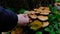 Hand picking up Group of Shaggy Scalycap mushrooms Pholiota squarrosa is a species of fungus in the Strophariaceae