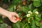 Hand picking up strawberry on garden-bed