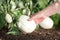 Hand picking white eggplant from the plant in vegetable garden,