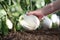 Hand picking white eggplant from the plant in vegetable garden,